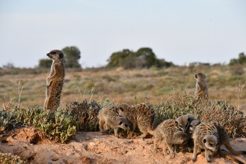 Meerkat Family in Oudtshoorn | South Africa