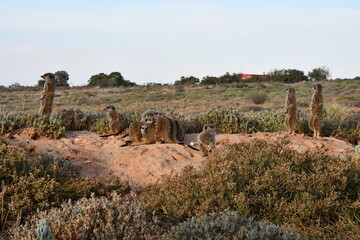 Meerkat Family in Oudtshoorn | South Africa