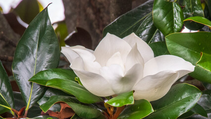 Southern Magnolia Blossom Closeup