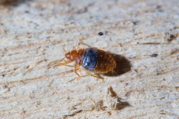 Cimex pipistrelli, European bat bug 
