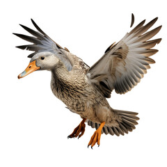 Duck on a transparent background.