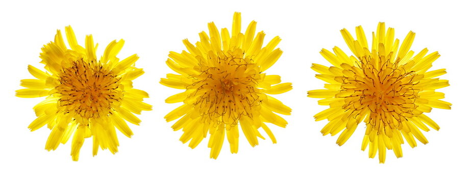 Set dandelion yellow flower isolated on white, Taraxacum officinale