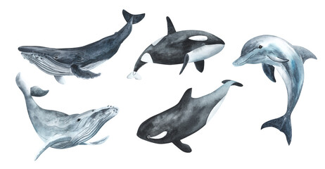 Blue whale, dolphin, killer whale. Realistic hand drawn watercolor painting. Isolated on white background. Undersea mammals, animals, fish © Elena