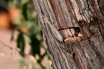 An insect with long wings on a tree