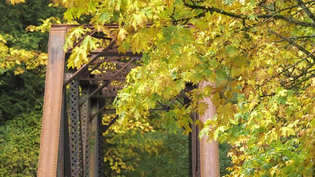 Maple trees in autumn season in Maplewood Roadside Park in Renton, Washington. 