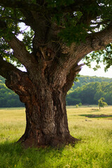 Fototapeta premium Gigantic oak on a pasture