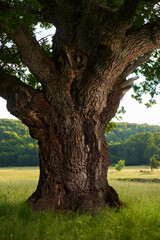 Gigantic oak on a pasture