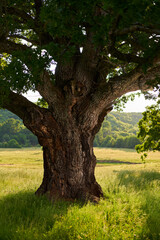 Gigantic oak on a pasture
