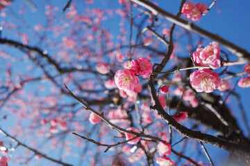 梅の花