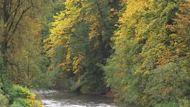 Autumn river landscape in 4K.
