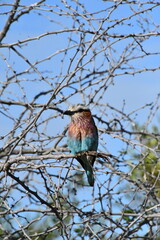 Lilac-breasted Roller in Sabi Sands Game Reserve | South Africa