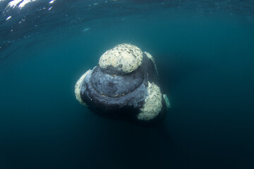 Southern right whale are staying next to Valdés peninsula. Close encounter with right whale in...