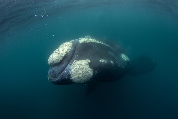 Southern right whale are staying next to Valdés peninsula. Close encounter with right whale in...