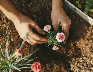 Hands planting Carnation flower in the garden