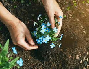 Hands planting Forget-me-nots flower in the garden. Spring gardening concept.