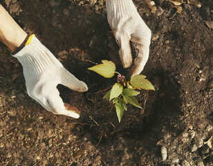 Hands planting Clematis flower in the garden. Spring gardening concept.