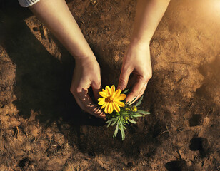 Spring gardening concept. Hands planting Coreopsis flower plant in the garden.