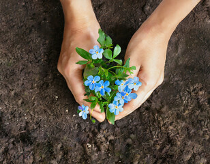 Spring gardening concept. Hands planting Forget-me-nots flower in the garden.