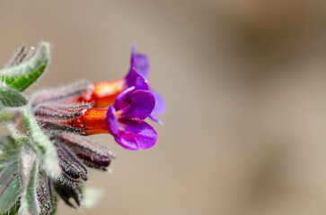 Alkanna, Boraginaceae, blue-flowered endemic plant in Turkey.