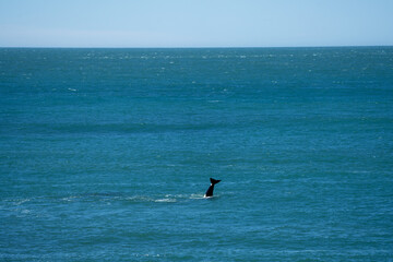 Orcas are staying next to Valdés peninsula. Killer whales are hunting seals near the coast....