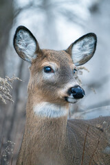 Cerf de Virginie