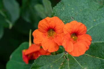 Orange nasturtium (tropaeolum) flowers in bloom