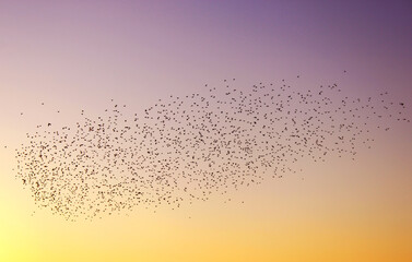 A flock of birds migrating in the sky at sunset. Representation of freedom themed photo