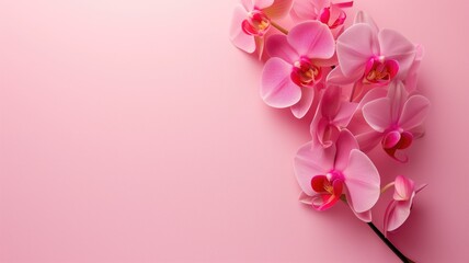 Orchid flowers on a pink background