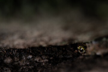 Green salamander (Aneides aeneus) in crevice