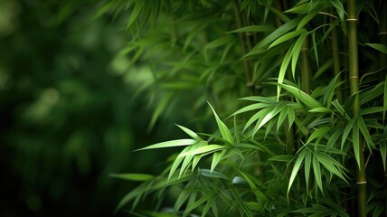 Lush bamboo forest with vibrant green leaves