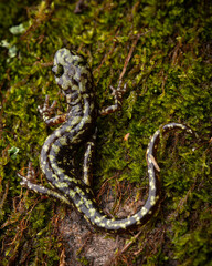 Green salamander (Aneides aeneus)