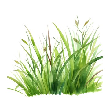 Vector watercolor of green grass side view isolated on white background for landscape and architecture drawing, elements for environment and garden, painting botanical for section exterior See Less