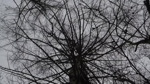 A spinning woodland shot looking up at a black tree with lots of branches but no leaves