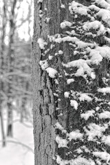 tree in snow
