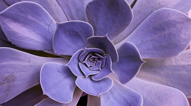 hydrangea flower Close up a cactus Succulent plant various colored succulents flower macro shot