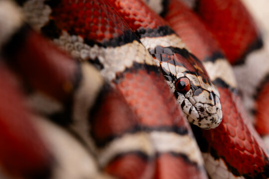 Red milk snake (Lampropeltis triangulum)