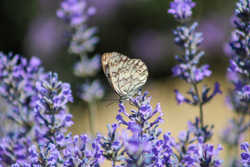 Butterfly collecting pollen from lavender flower.Melanargia russiae or Esper's marbled white is a butterfly in the family Nymphalidae