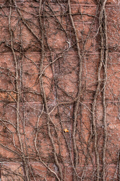 Brownstone wall with vines