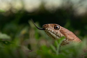 Western coachwhip (Masticophis flagellum)