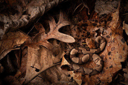 Eastern copperhead snake (Agkistrodon contortrix)