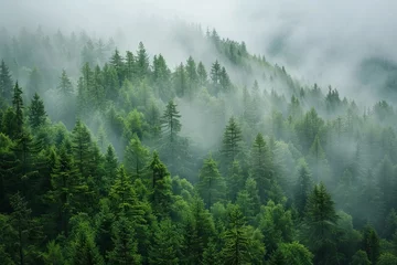 Photo sur Plexiglas Violet pâle Misty fir forest landscape