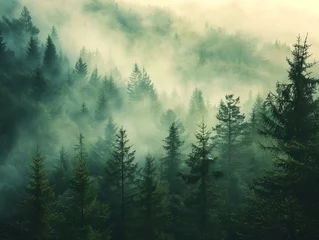 Zelfklevend Fotobehang Misty fir forest landscape © toomi123