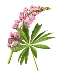  Beautiful pink Lupine flowers falling in the air isolated background. Creative zero gravity or levitation concept