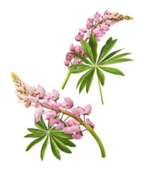  Beautiful pink Lupine flowers falling in the air isolated background. Creative zero gravity or...