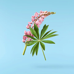  Beautiful pink Lupine flowers falling in the air isolated background. Creative zero gravity or...