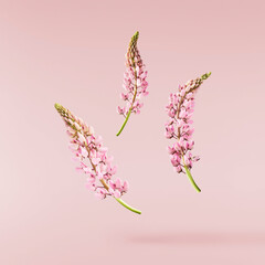  Beautiful pink Lupine flowers falling in the air isolated background. Creative zero gravity or...