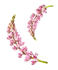  Beautiful pink Lupine flowers falling in the air isolated background. Creative zero gravity or...
