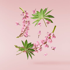  Beautiful pink Lupine flowers falling in the air isolated background. Creative zero gravity or...