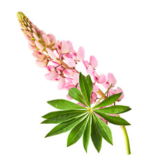  Beautiful pink Lupine flowers falling in the air isolated background. Creative zero gravity or...