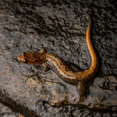 Obraz na płótnie Canvas Blue ridge dusky salamander (Desmognathus orestes)
